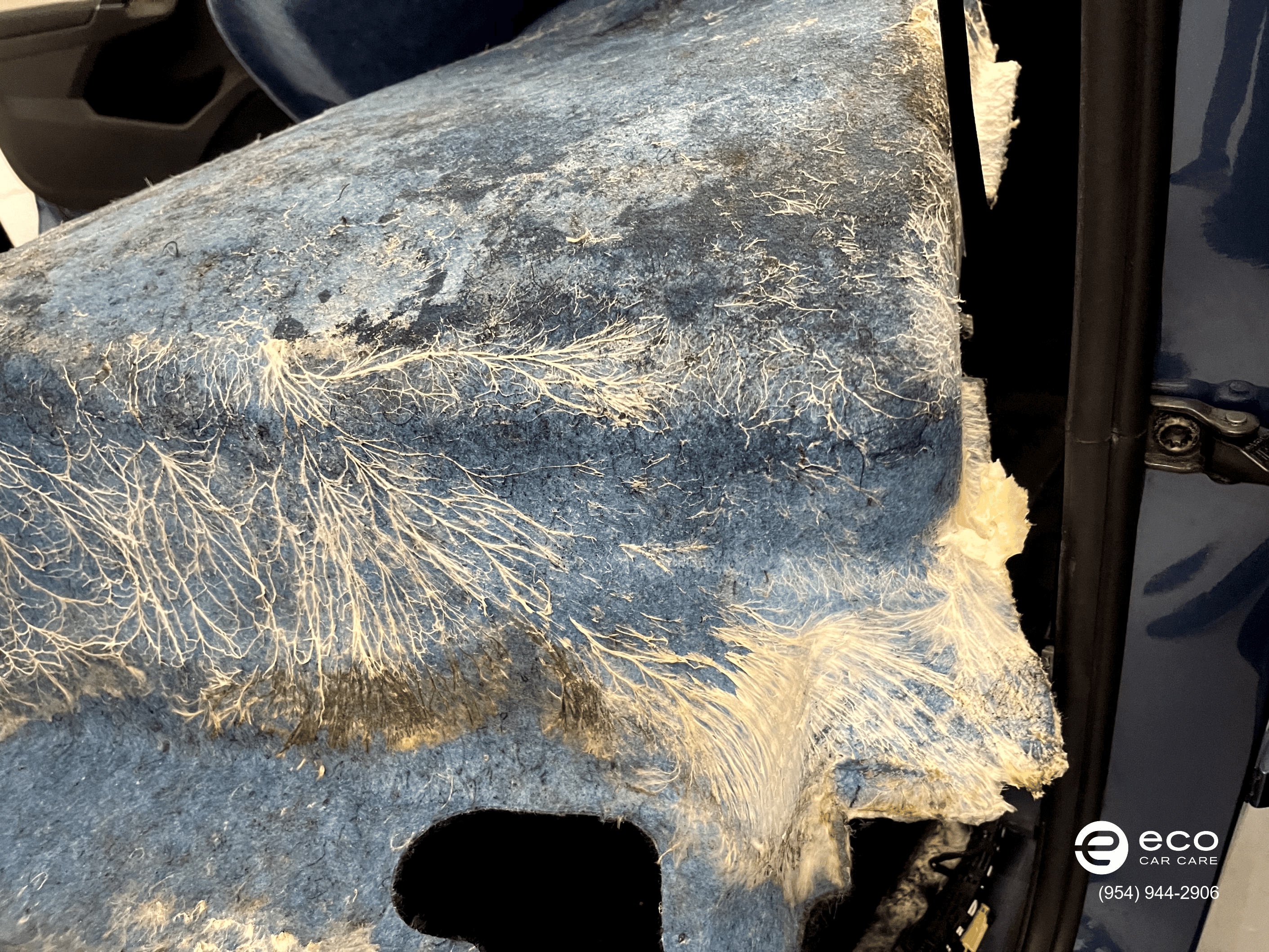 car mold removal and remediation photo collection