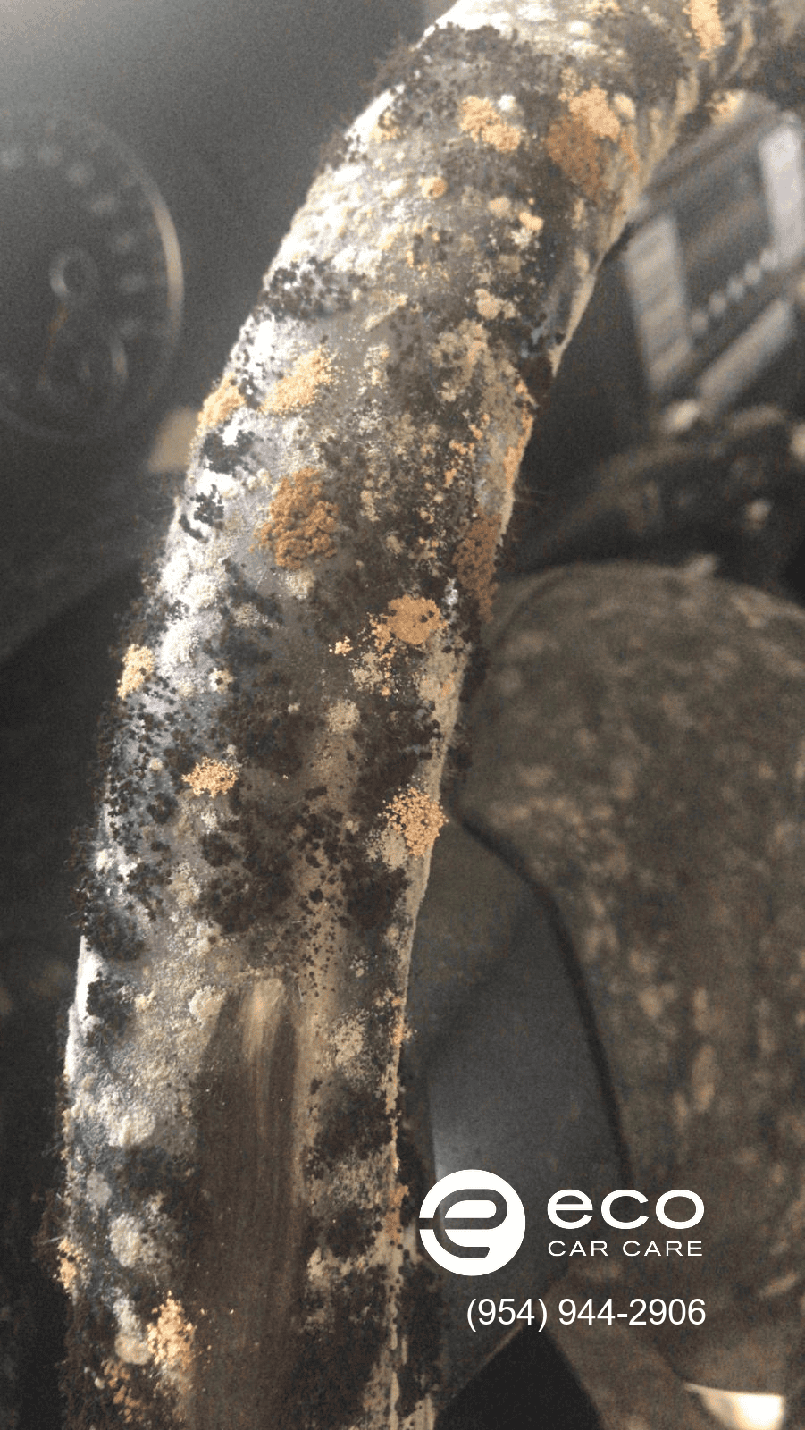 car mold removal and remediation photo collection