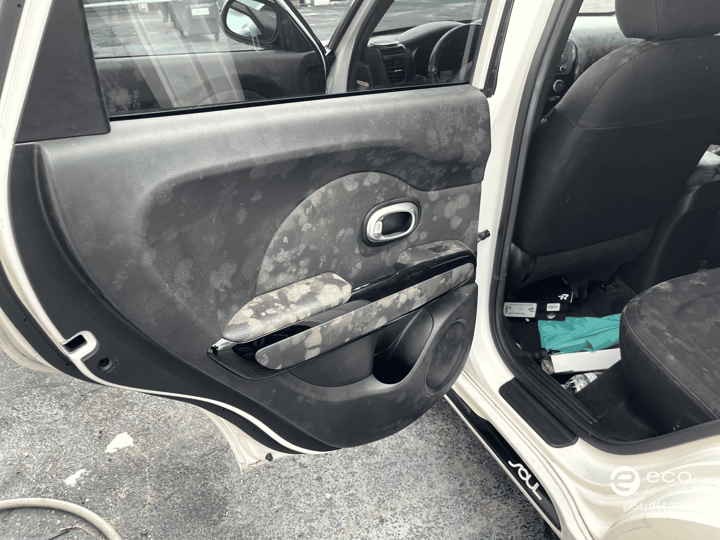 car mold removal near me