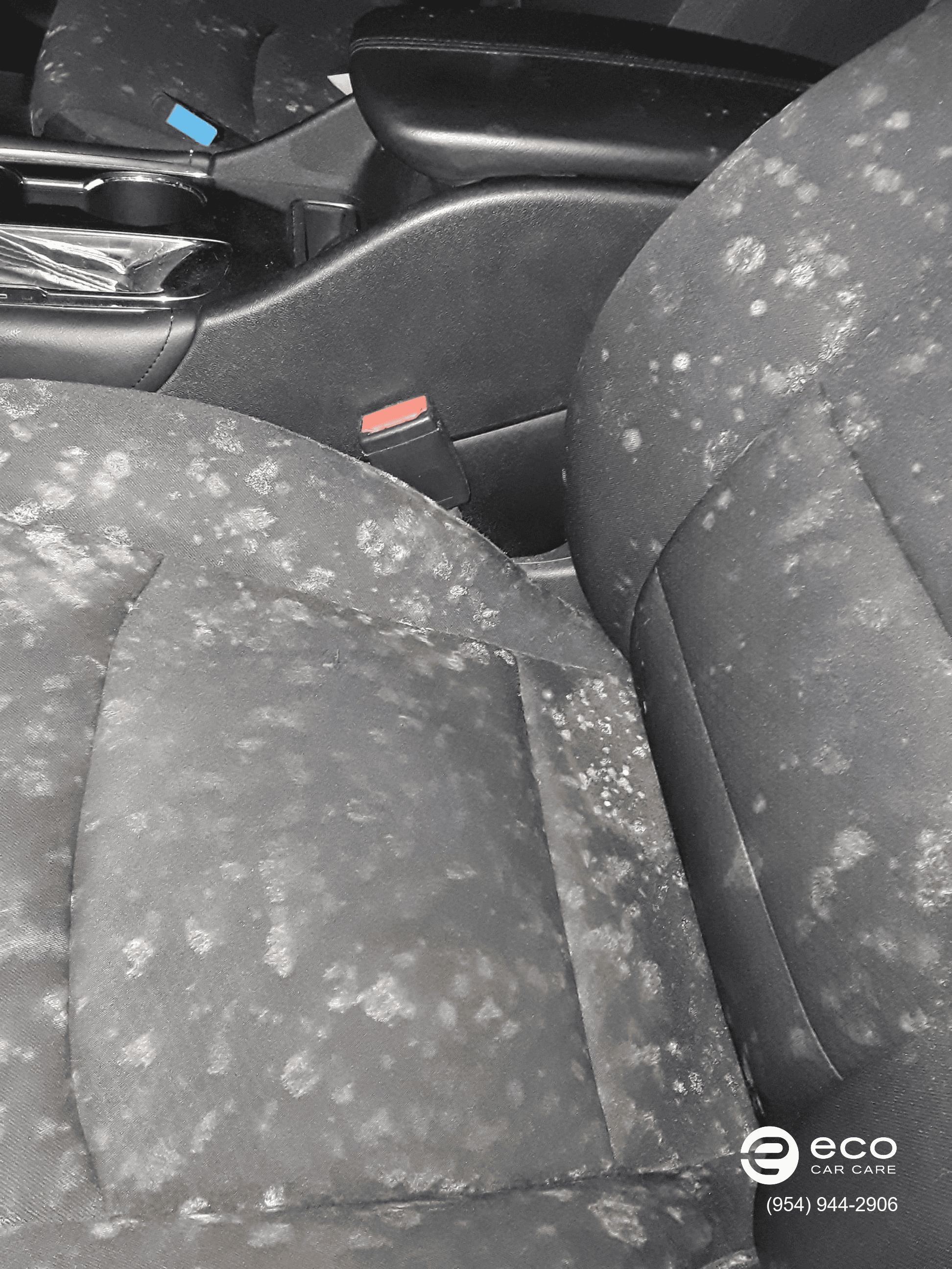 car mold removal and remediation photo collection