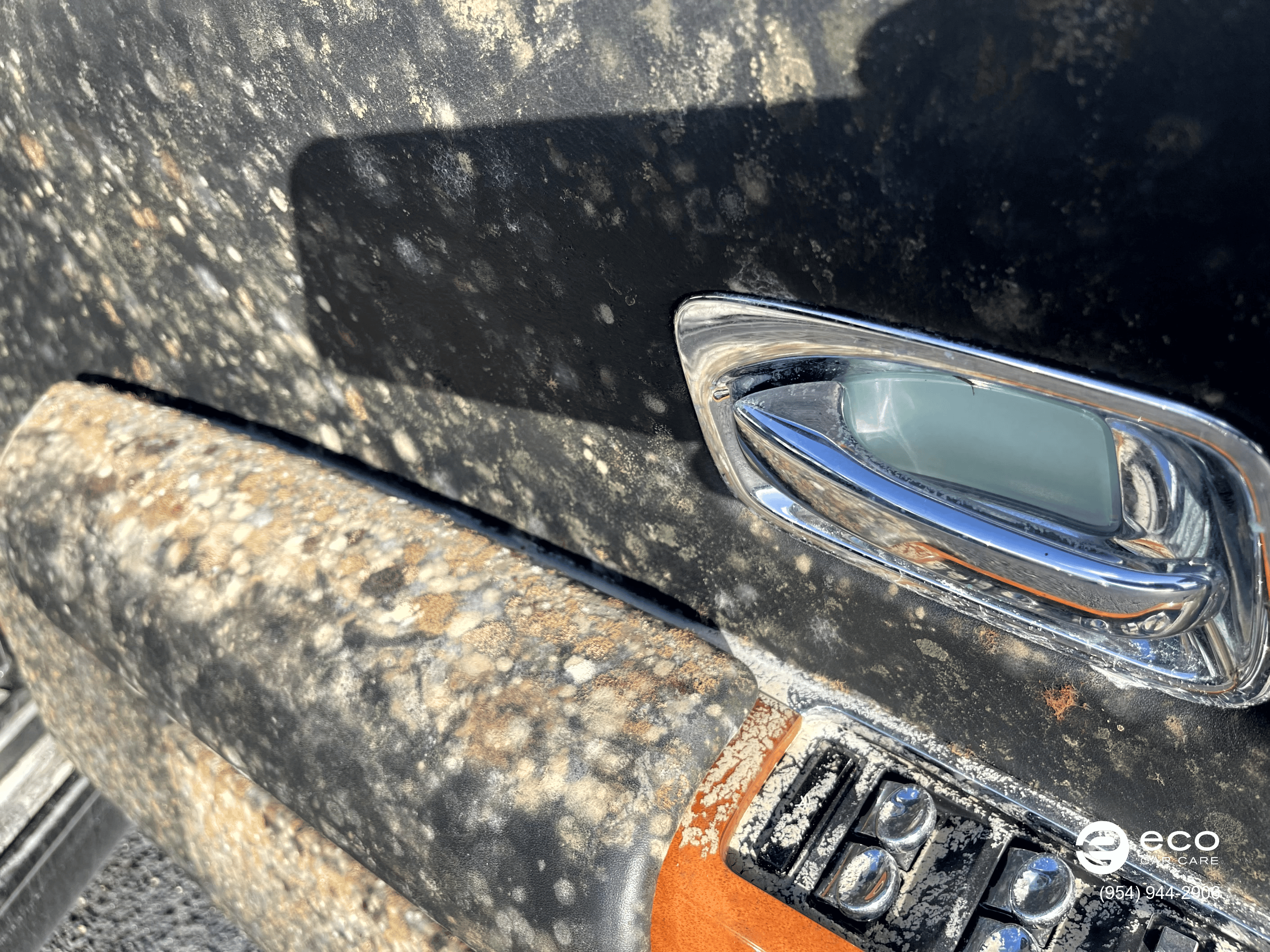 car mold removal and remediation photo collection