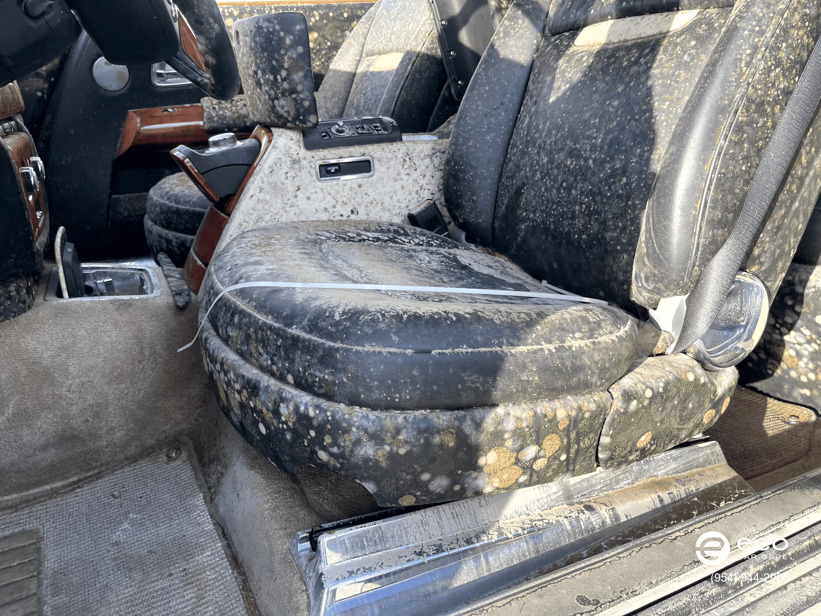 car mold removal and remediation photo collection