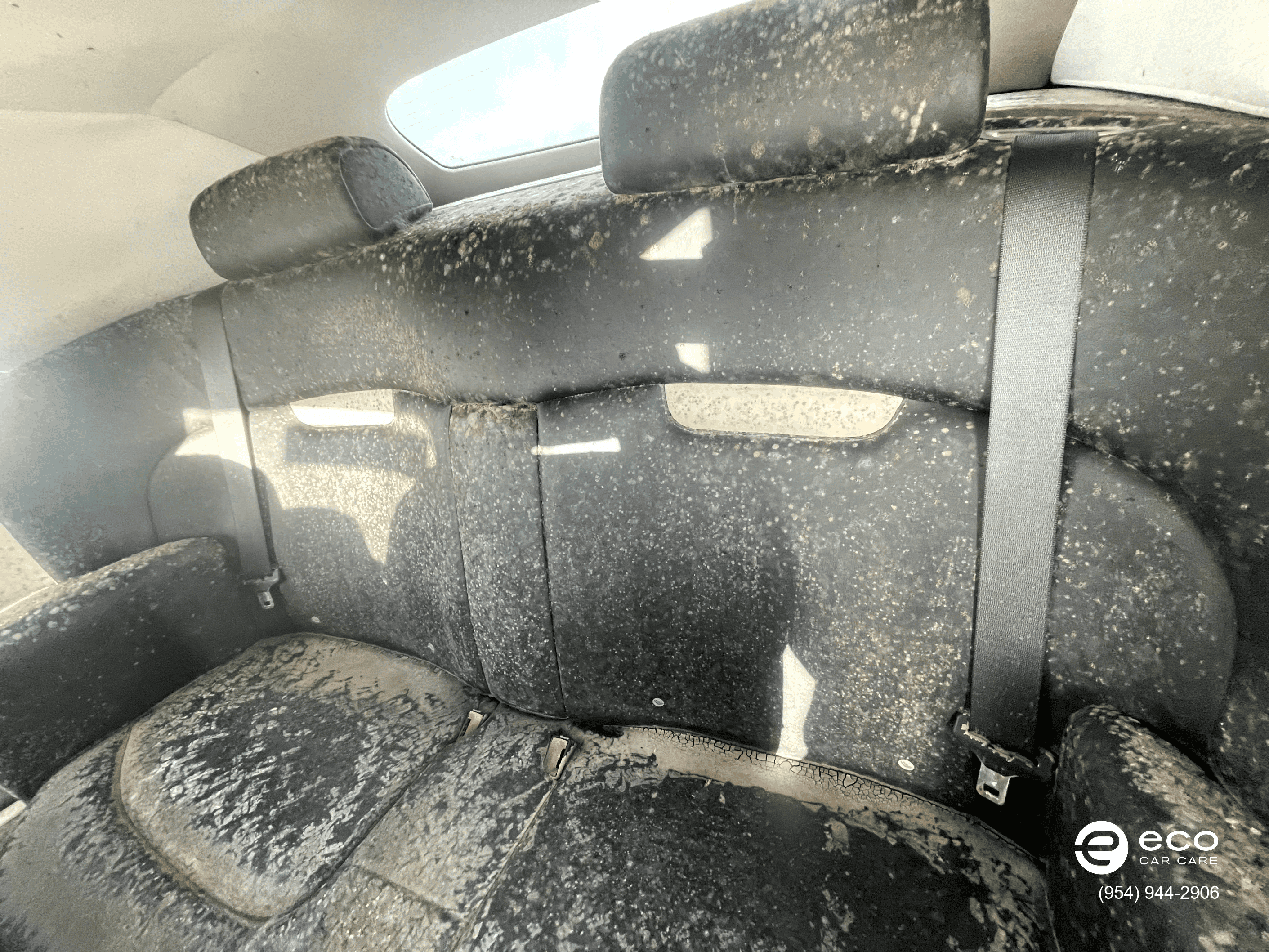 car mold removal and remediation photo collection