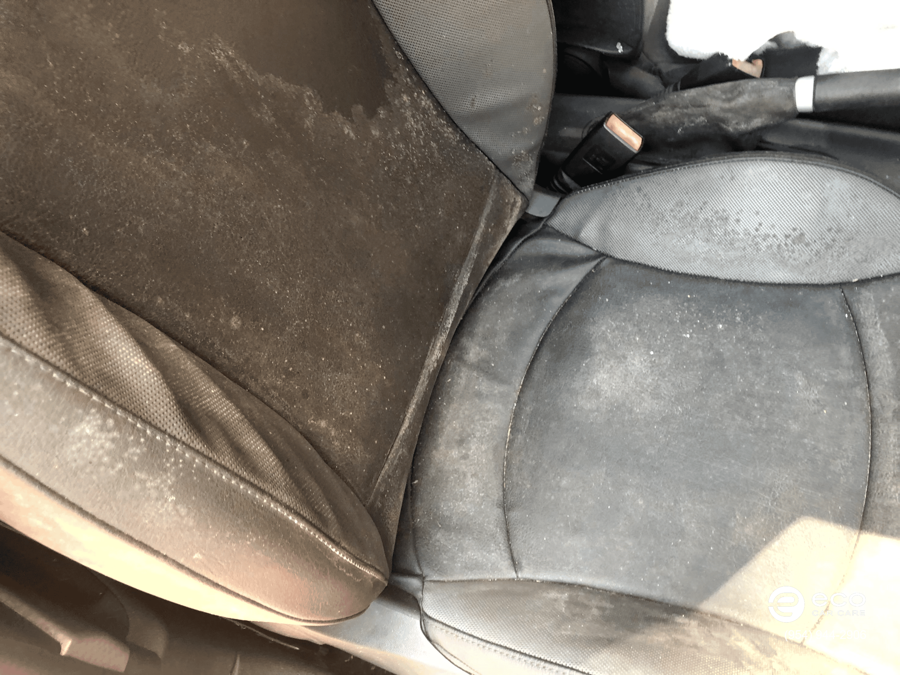 car mold removal near me