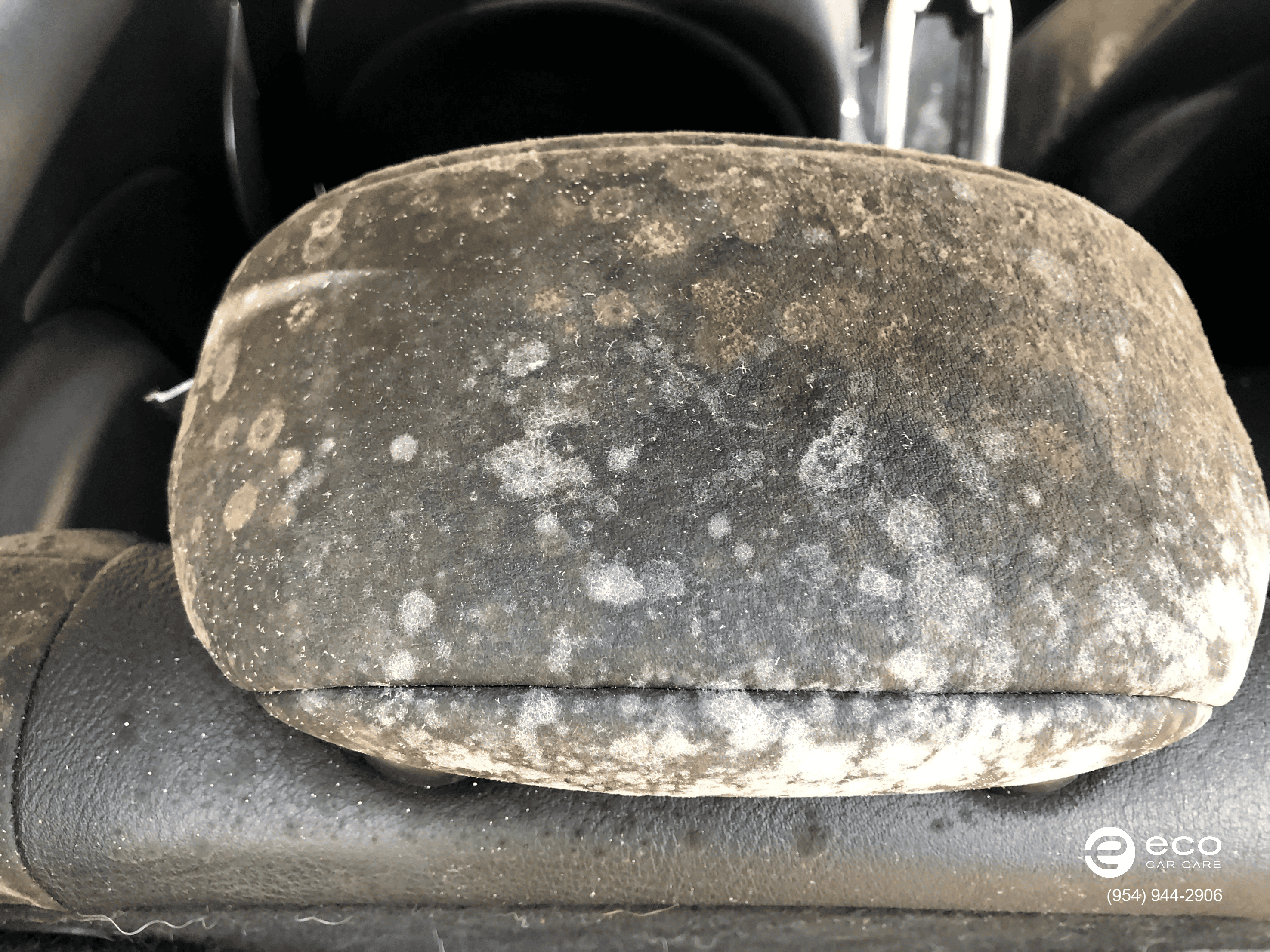 car mold removal and remediation photo collection