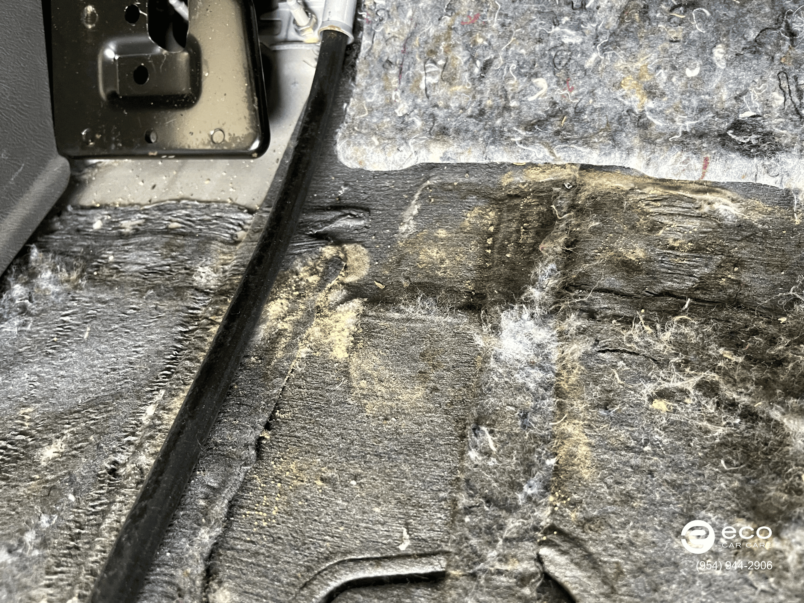 car mold removal and remediation photo collection