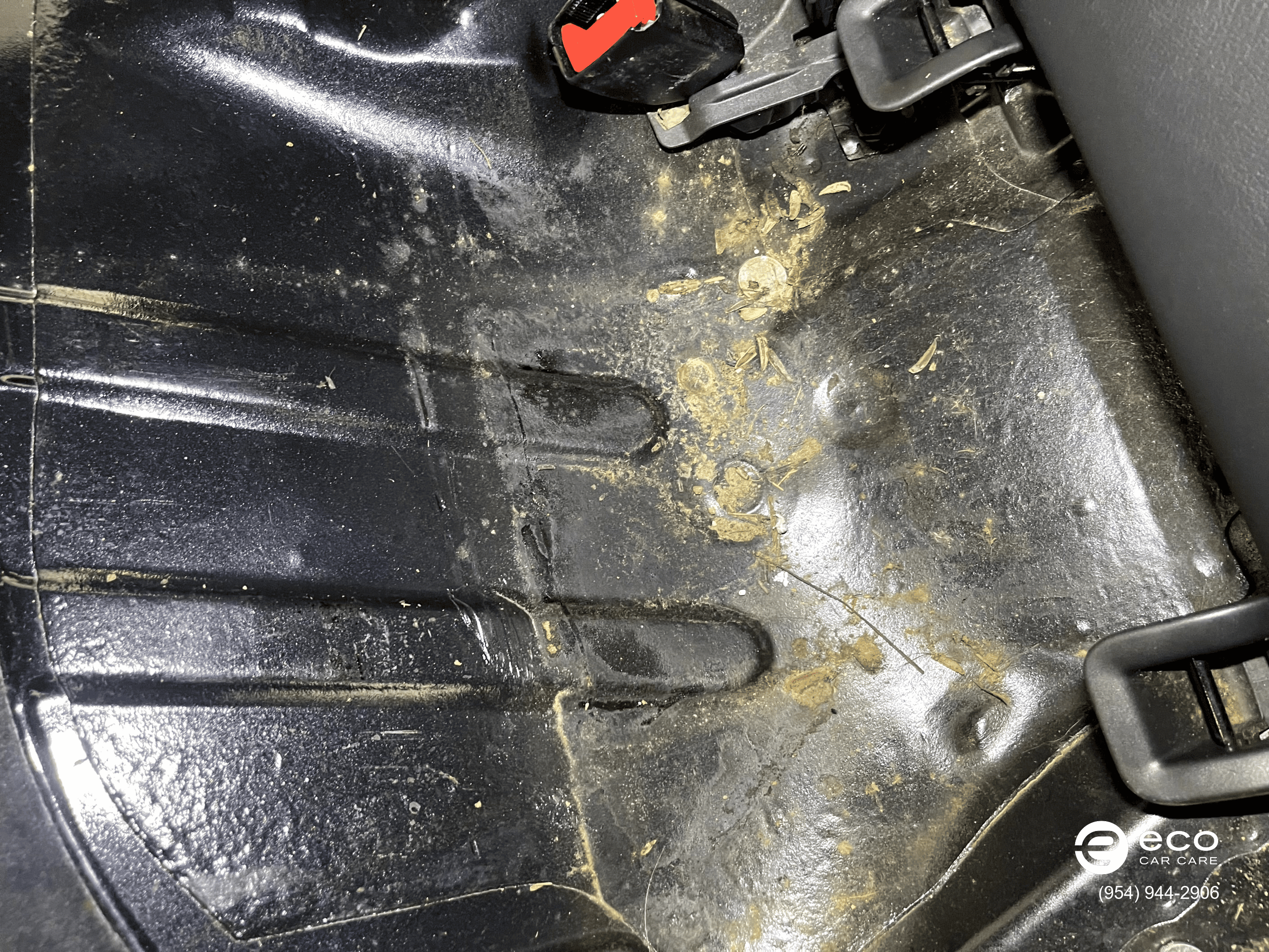 car mold removal near me