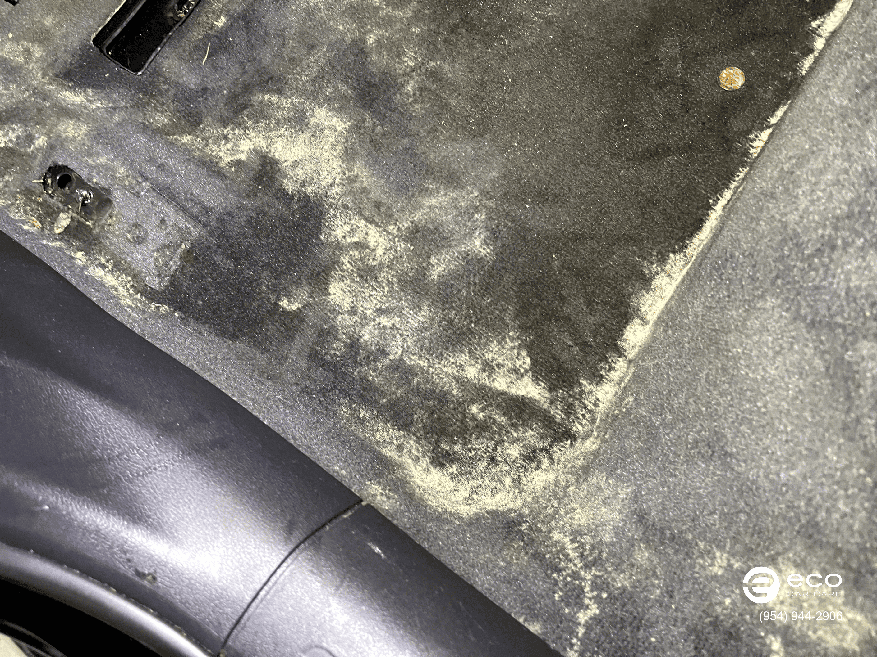 professional car mold removal near me