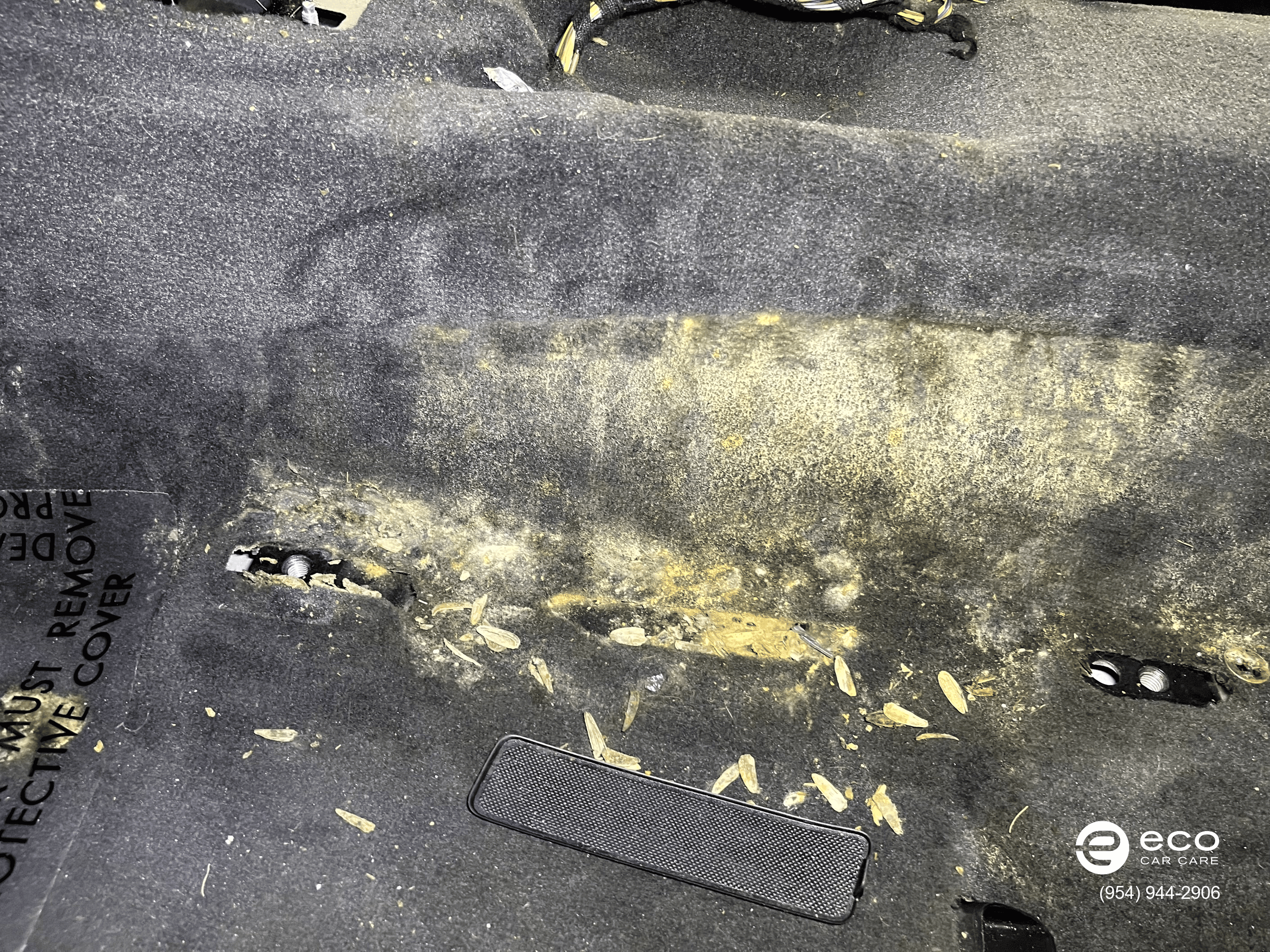 mold removal from car near me