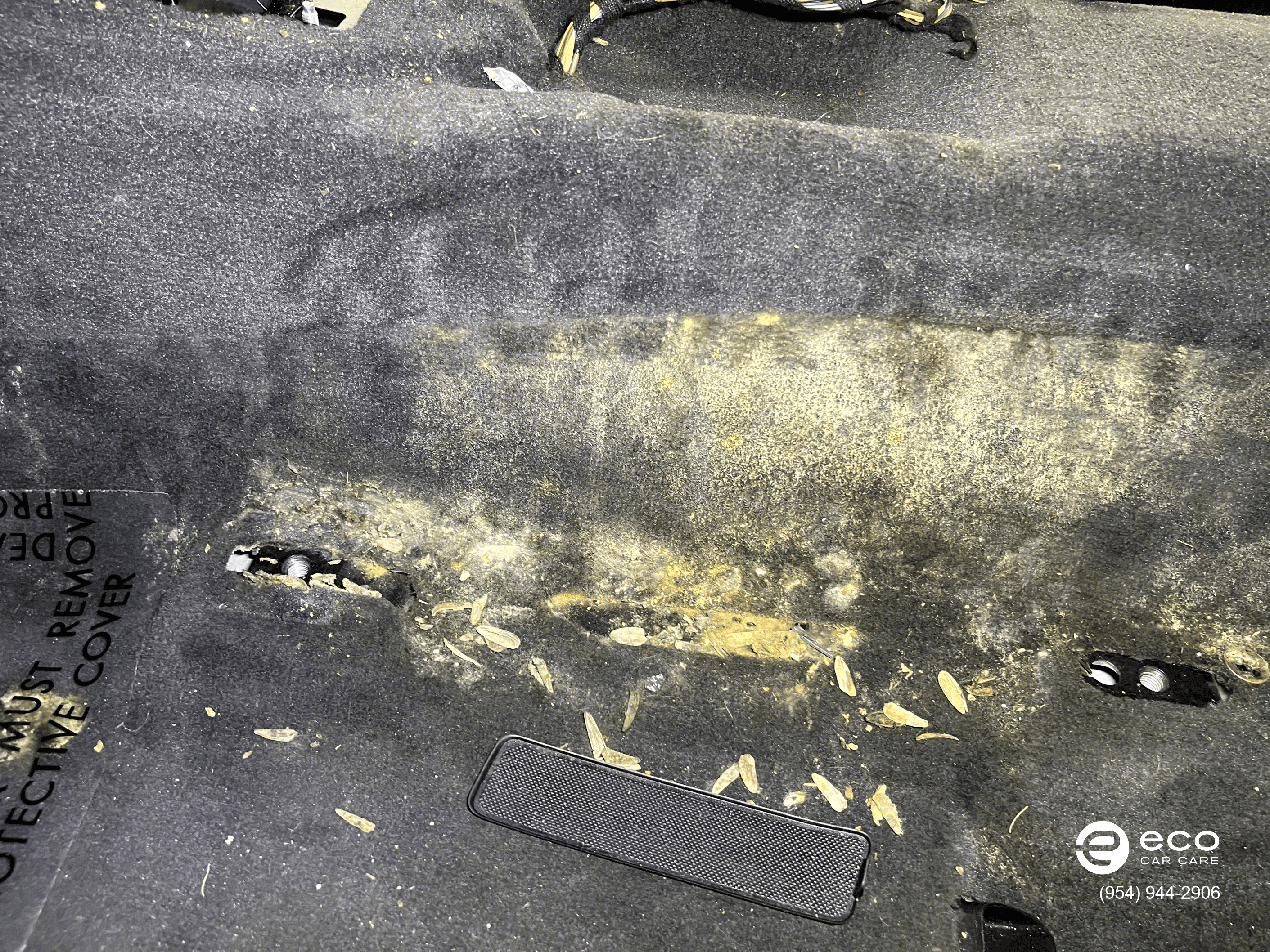 car mold removal severe