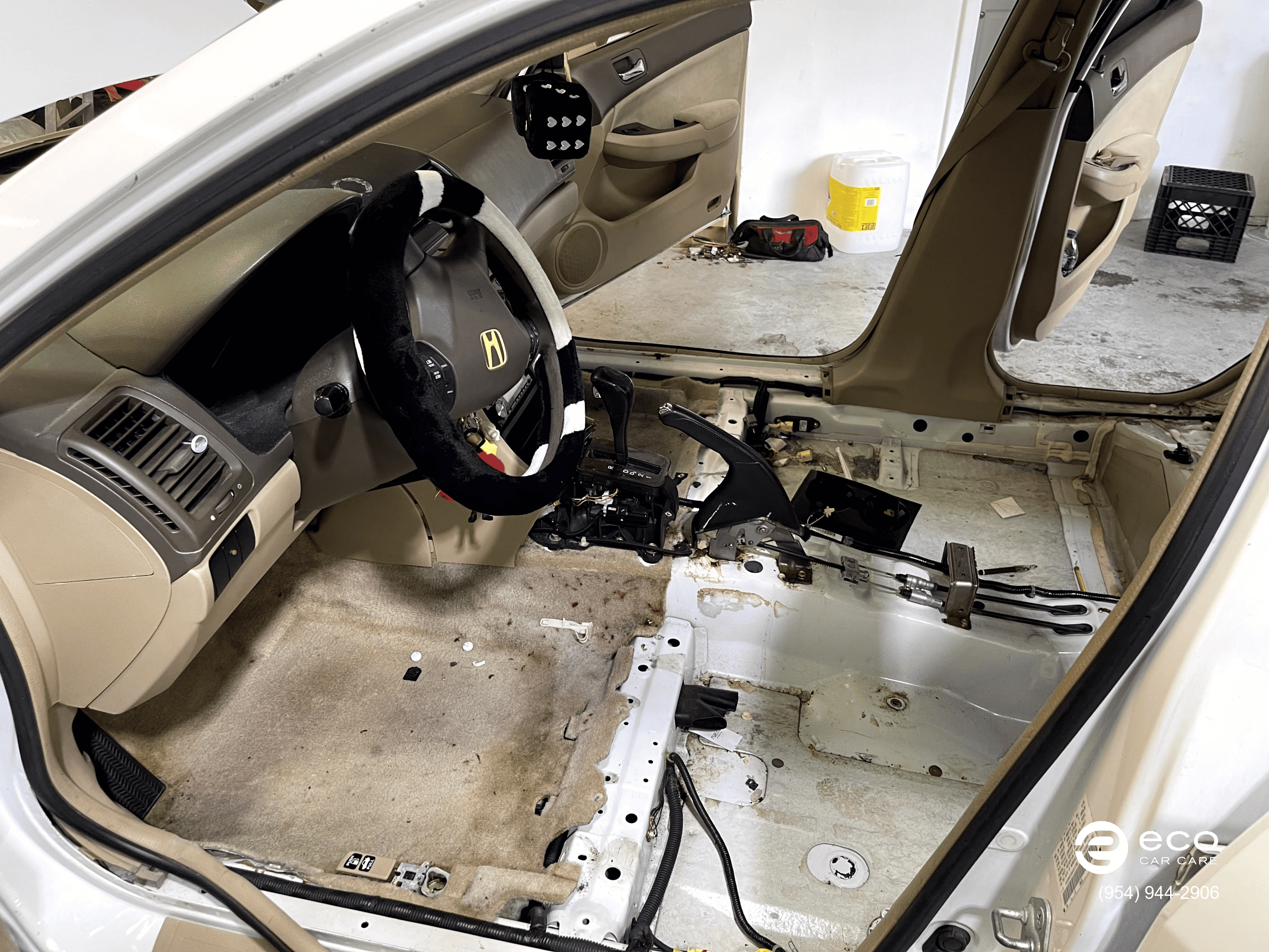 professional car mold removal