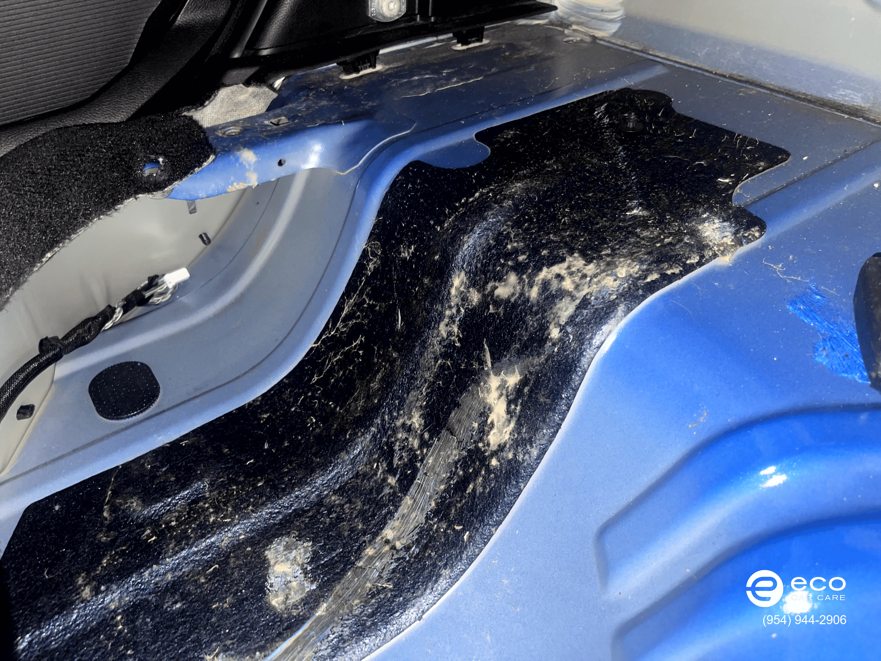 car mold removal