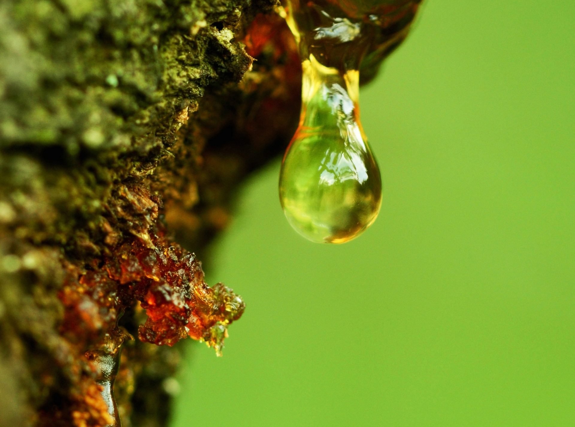 Tree Sap Removal from Car Paint Call (954) 9442906 Car Wash
